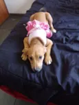 Mel 