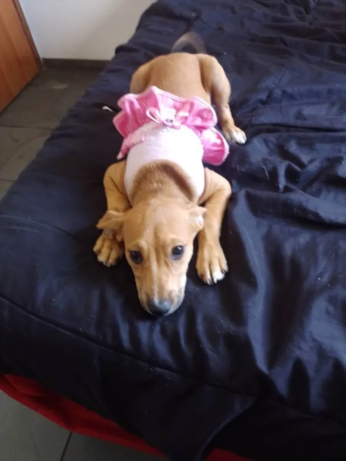 Cachorro raça Indefinido  idade 2 a 6 meses nome Mel 