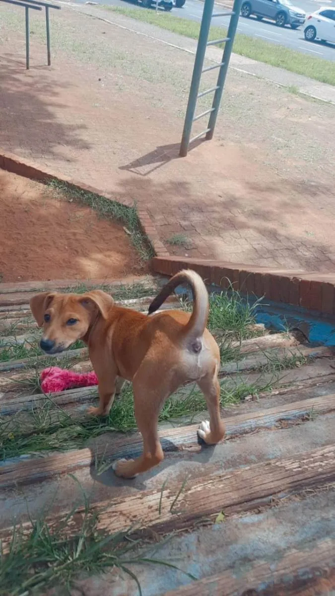 Cachorro raça Indefinido  idade 2 a 6 meses nome Mel 