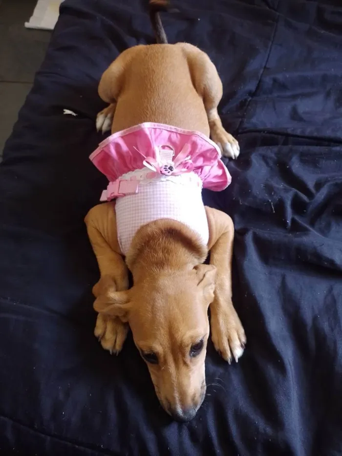 Cachorro raça Indefinido  idade 2 a 6 meses nome Mel 
