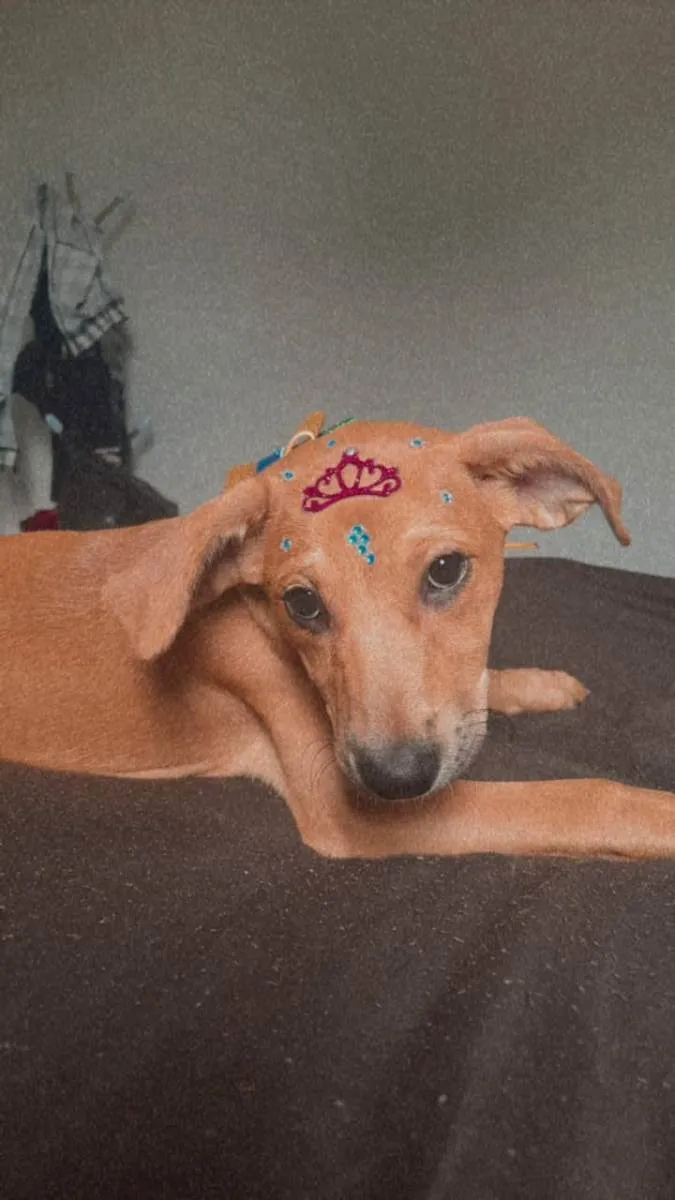 Cachorro raça Indefinido  idade 2 a 6 meses nome Mel 