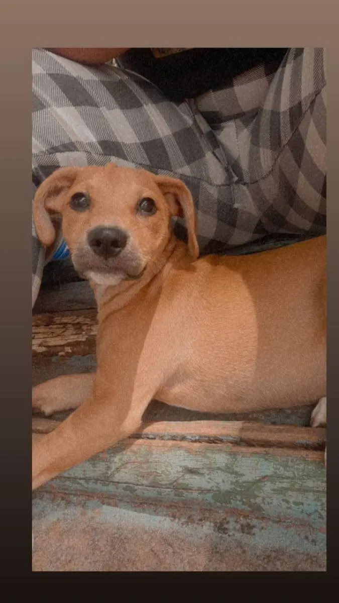 Cachorro raça Indefinido  idade 2 a 6 meses nome Mel 