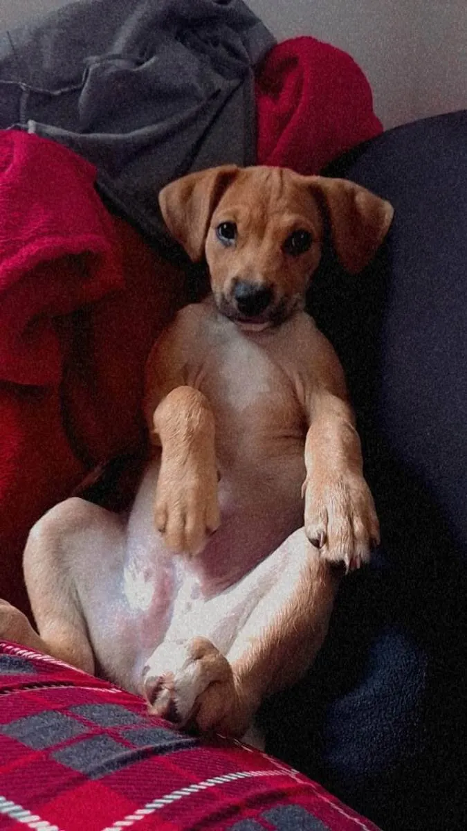 Cachorro raça Indefinido  idade 2 a 6 meses nome Mel 