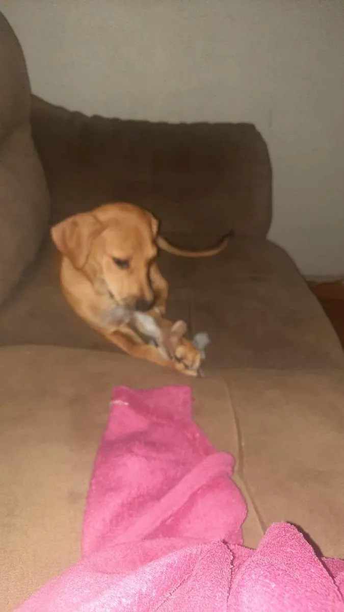 Cachorro raça Indefinido  idade 2 a 6 meses nome Mel 
