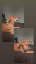 Mel 