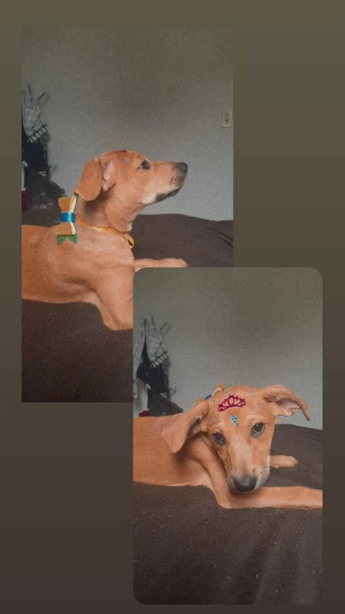 Cachorro raça Indefinido  idade 2 a 6 meses nome Mel 