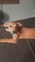 Mel 