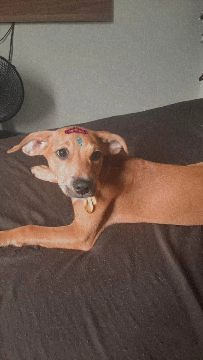 Cachorro raça Indefinido  idade 2 a 6 meses nome Mel 