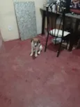 Dobby 