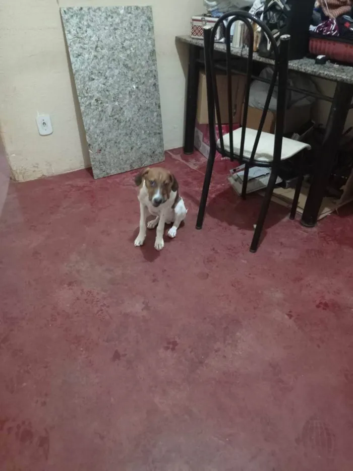 Cachorro ra a Vira lata  idade 7 a 11 meses nome Dobby 