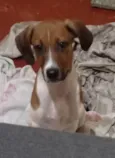 Dobby 