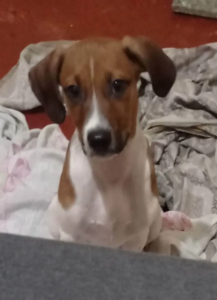 Cachorro ra a Vira lata  idade 7 a 11 meses nome Dobby 