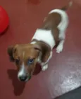 Dobby 