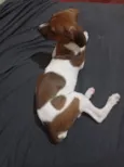 Dobby 