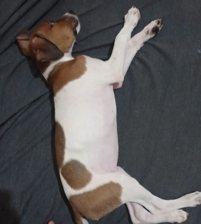 Cachorro ra a Vira lata  idade 7 a 11 meses nome Dobby 