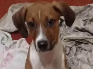 Cachorro raça Vira lata  idade 7 a 11 meses nome Dobby 
