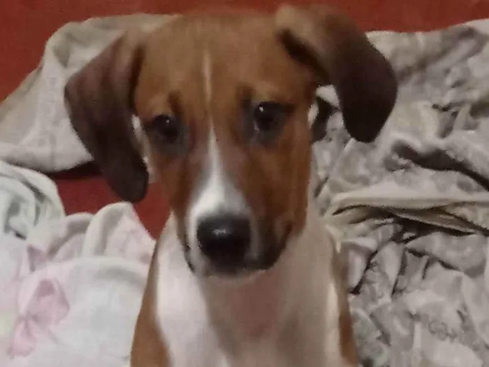 Cachorro ra a Vira lata  idade 7 a 11 meses nome Dobby 