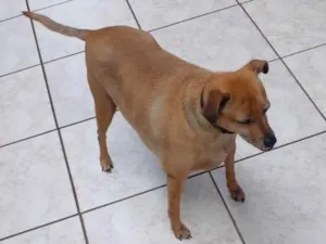 Cachorro raça Vira lata idade 6 ou mais anos nome Mel