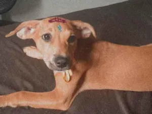 Cachorro raça Indefinido  idade 2 a 6 meses nome Mel 