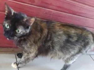 Gato raça Mesclada idade 1 ano nome Chloe