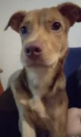 Carmelo
