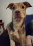 Carmelo