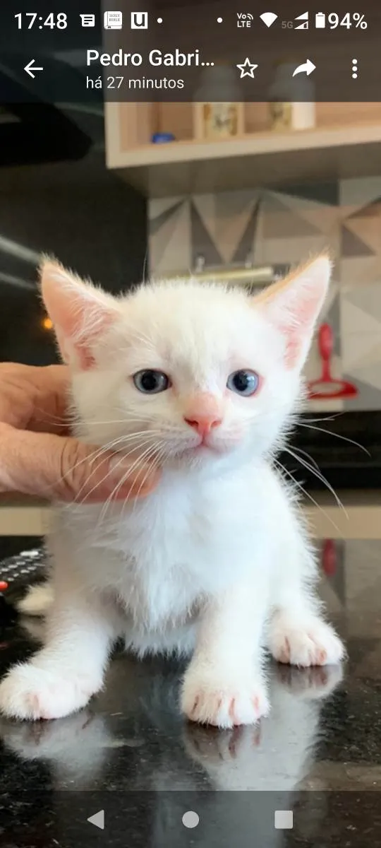 Gato ra a Não definida idade Abaixo de 2 meses nome Filhotes