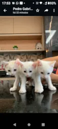 Filhotes