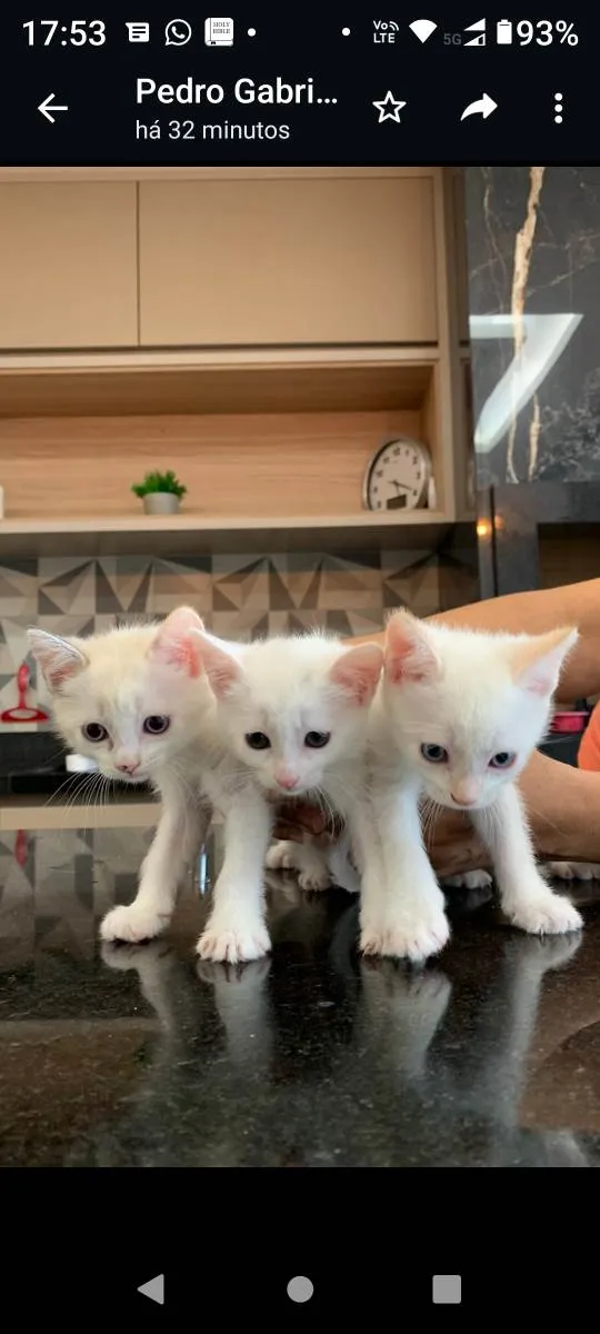 Gato ra a Não definida idade Abaixo de 2 meses nome Filhotes