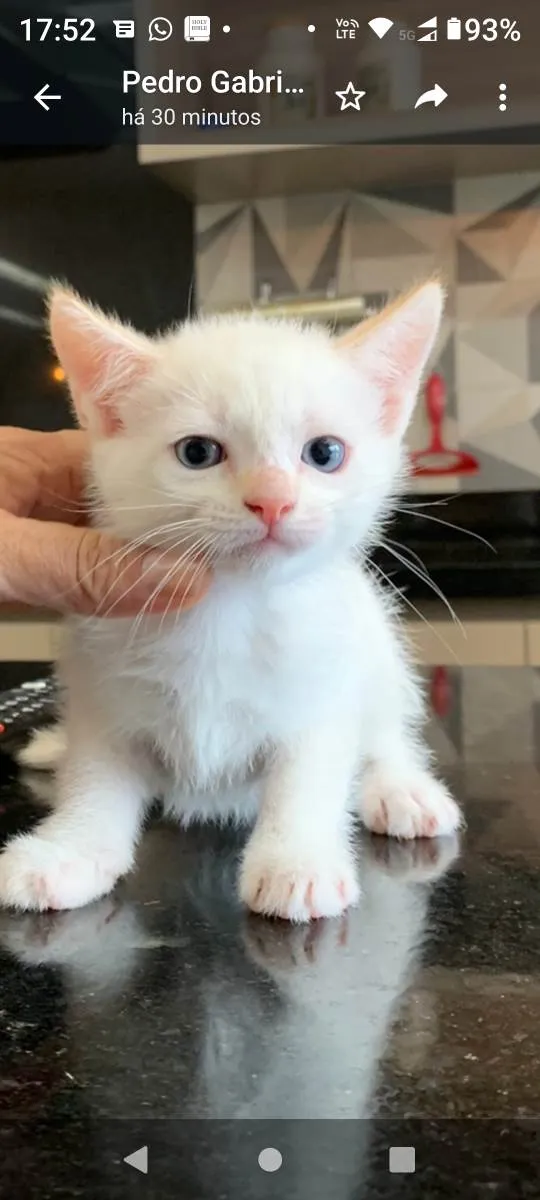 Gato ra a Não definida idade Abaixo de 2 meses nome Filhotes