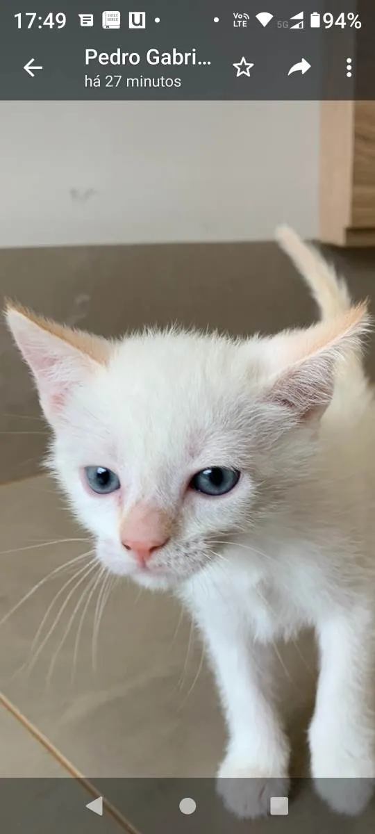 Gato ra a Não definida idade Abaixo de 2 meses nome Filhotes