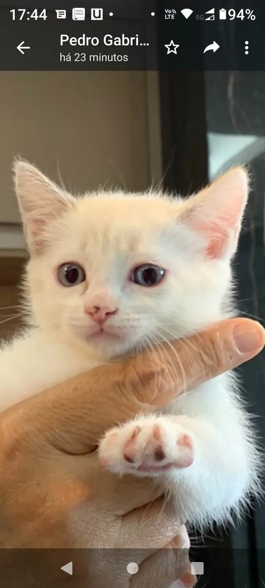 Gato ra a Não definida idade Abaixo de 2 meses nome Filhotes