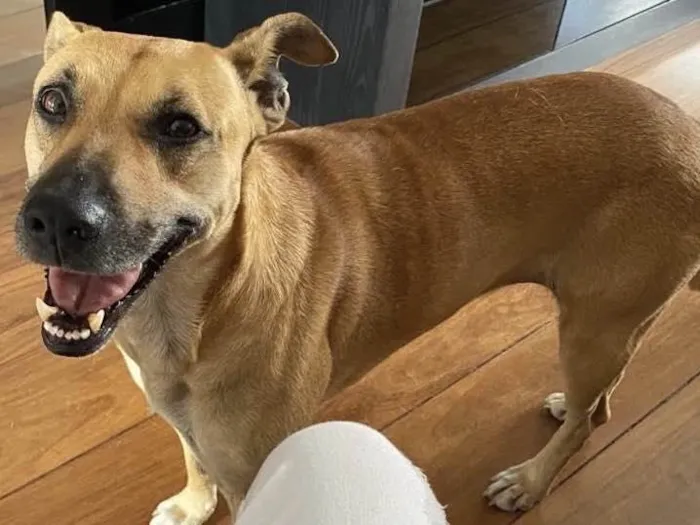 Cachorro ra a SRD idade 3 anos nome (Luna) provisório 