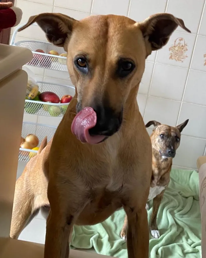 Cachorro ra a SRD idade 3 anos nome (Luna) provisório 