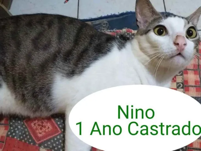 Gato ra a SRD idade 1 ano nome Nino