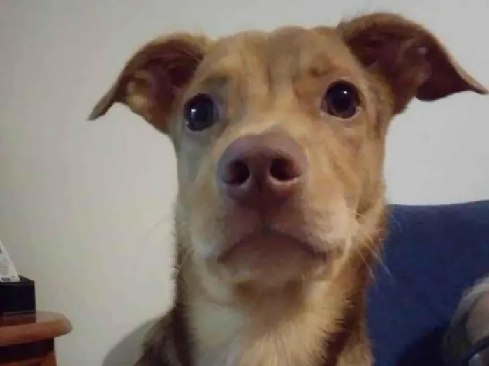 Cachorro ra a Srd idade 2 a 6 meses nome Carmelo