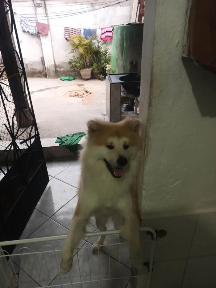 Cachorro raça Akita idade 1 ano nome Mitsue