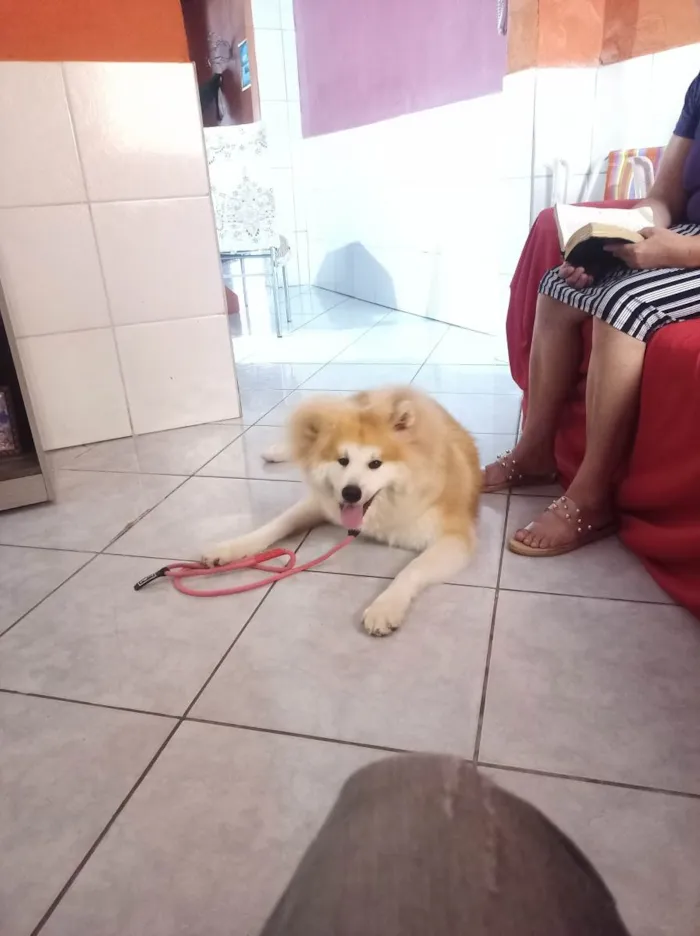 Cachorro raça Akita idade 1 ano nome Mitsue
