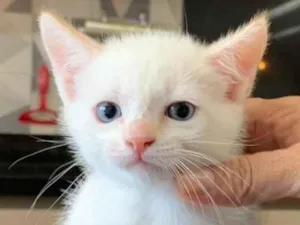 Gato raça Não definida idade Abaixo de 2 meses nome Filhotes