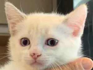 Gato raça Não definida idade Abaixo de 2 meses nome Sem nome