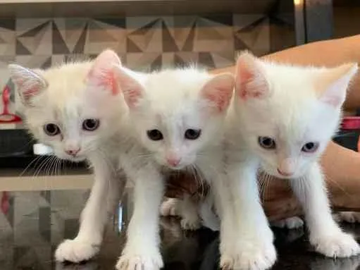 Gato ra a Não definida idade Abaixo de 2 meses nome Filhotes