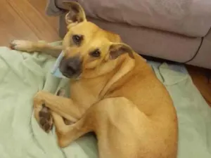 Cachorro raça SRD idade 3 anos nome (Luna) provisório 