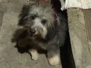 Cachorro raça Podleee idade 2 a 6 meses nome Mel 