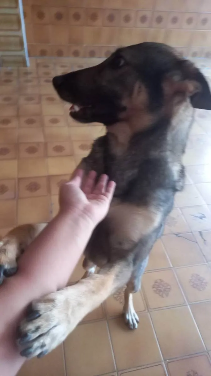 Cachorro ra a Vira-lata com pastor belga idade 1 ano nome Ghost