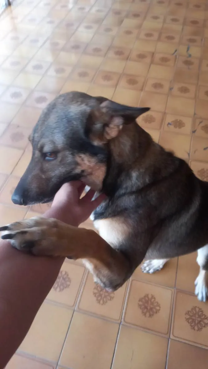 Cachorro ra a Vira-lata com pastor belga idade 1 ano nome Ghost