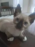 Flecha, Luna