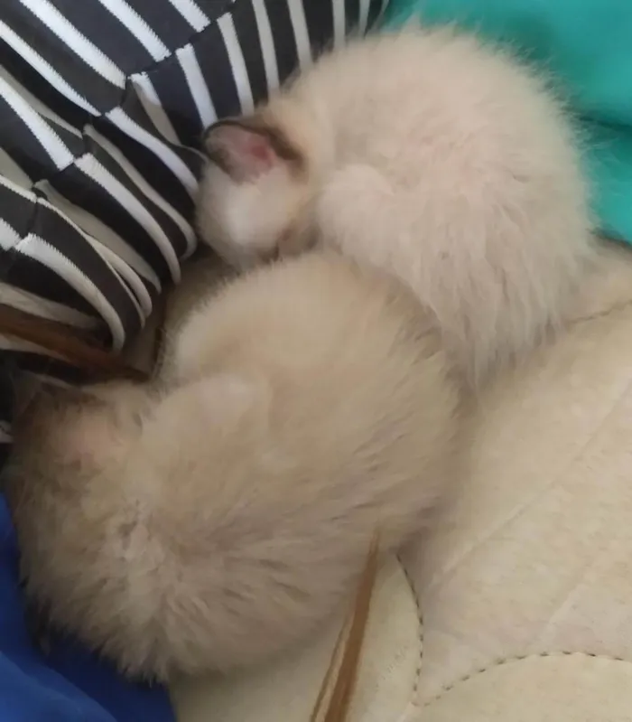 Gato ra a Vira lata idade 2 a 6 meses nome Flecha, Luna
