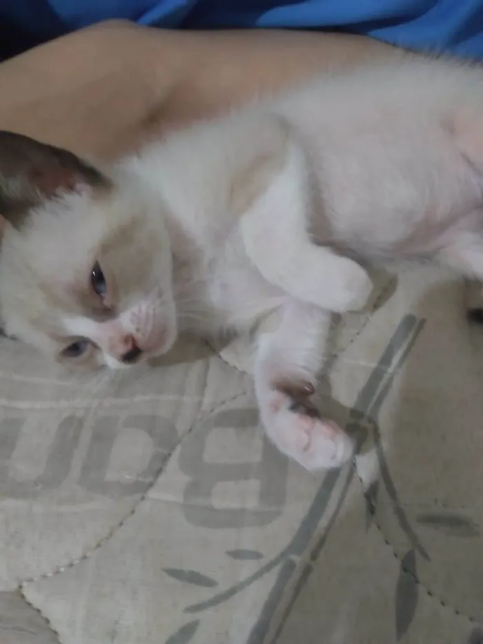 Gato ra a Vira lata idade 2 a 6 meses nome Flecha, Luna