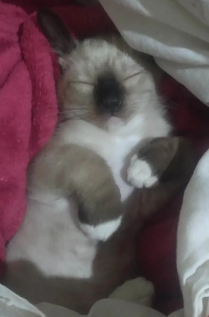 Gato ra a Vira lata idade 2 a 6 meses nome Flecha, Luna