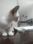 Flecha, Luna